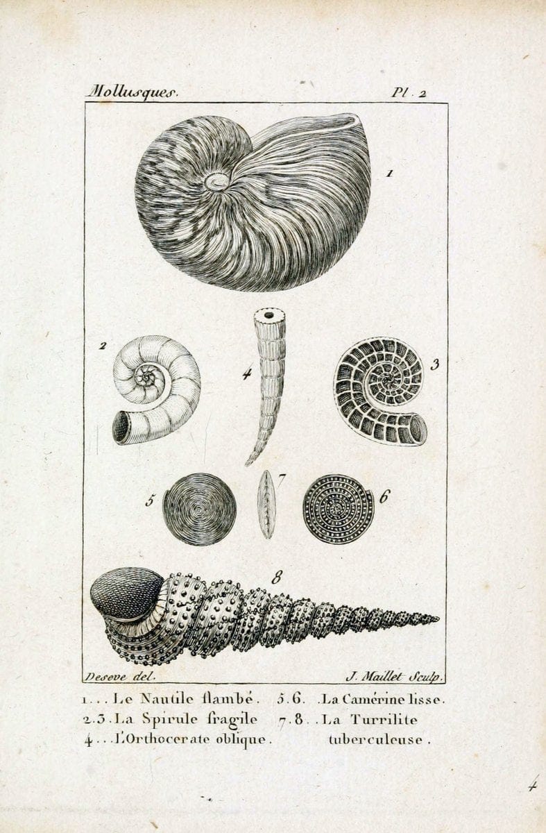 Atlas des mollusquesParis :Roret, libraire, Rue Hautefeuille, au coin de celle du battoir,[182-] | "Pictorial works" Shells SIL | Vintage Print Reproduction 459635