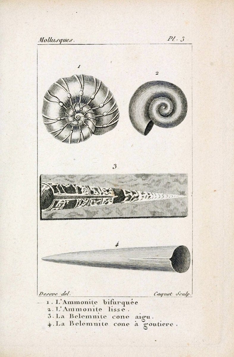 Atlas des mollusquesParis :Roret, libraire, Rue Hautefeuille, au coin de celle du battoir,[182-] | "Pictorial works" Shells SIL | Vintage Print Reproduction 459636