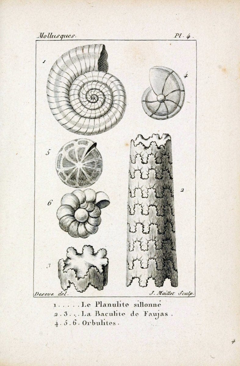 Atlas des mollusquesParis :Roret, libraire, Rue Hautefeuille, au coin de celle du battoir,[182-] | "Pictorial works" Shells SIL | Vintage Print Reproduction 459637