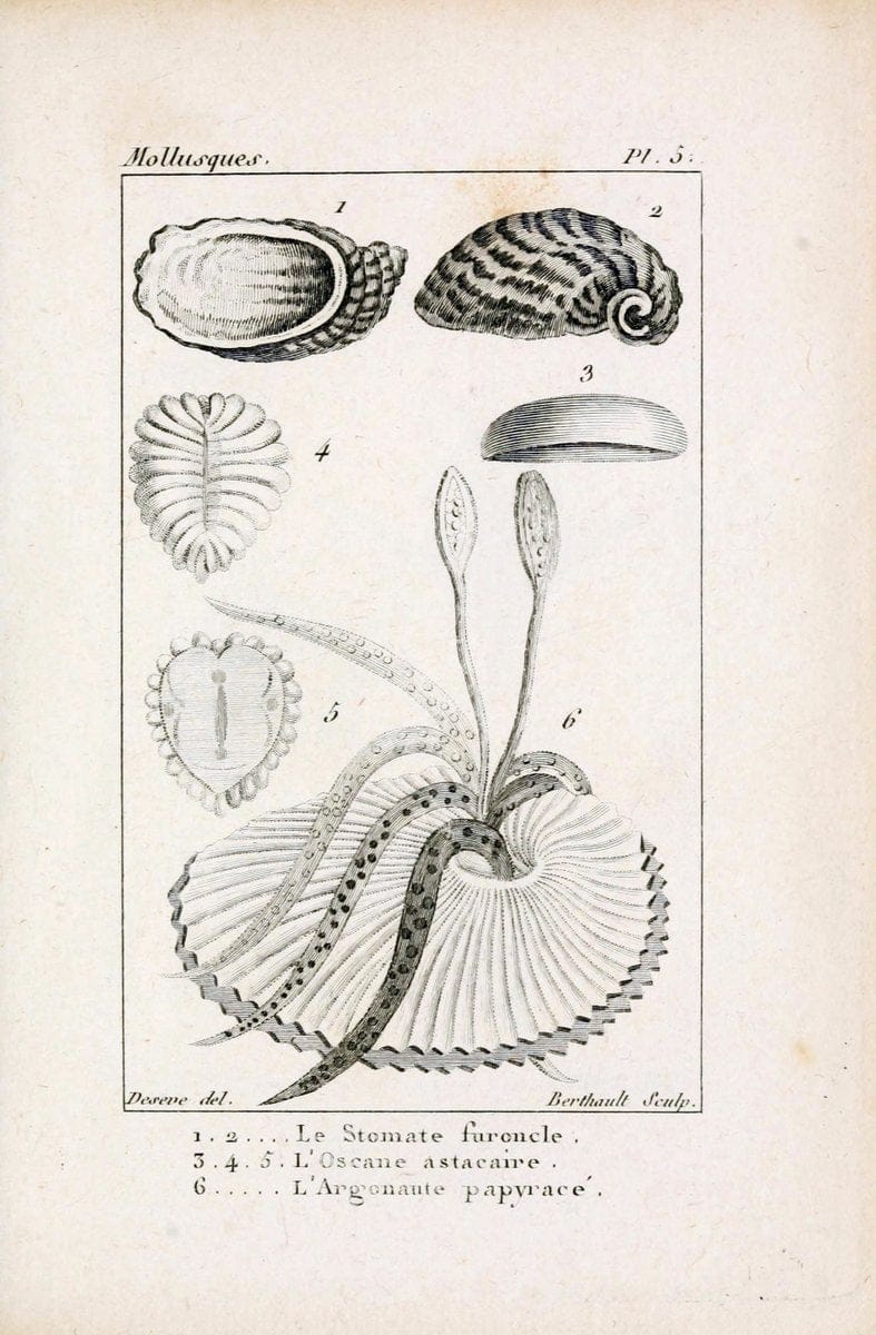 Atlas des mollusquesParis :Roret, libraire, Rue Hautefeuille, au coin de celle du battoir,[182-] | "Pictorial works" Shells SIL | Vintage Print Reproduction 459638