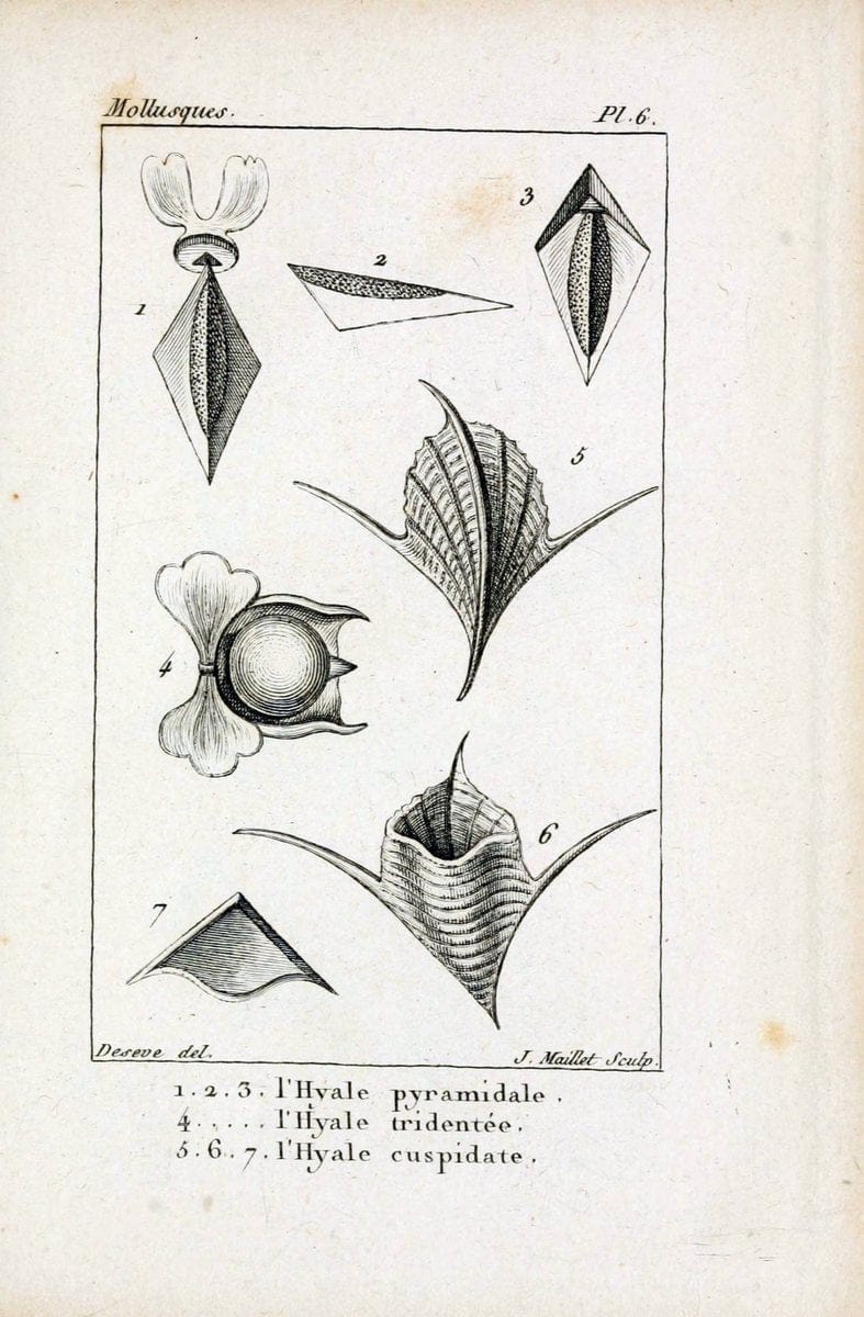 Atlas des mollusquesParis :Roret, libraire, Rue Hautefeuille, au coin de celle du battoir,[182-] | "Pictorial works" Shells SIL | Vintage Print Reproduction 459639