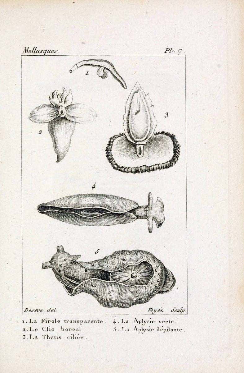 Atlas des mollusquesParis :Roret, libraire, Rue Hautefeuille, au coin de celle du battoir,[182-] | "Pictorial works" Shells SIL | Vintage Print Reproduction 459640