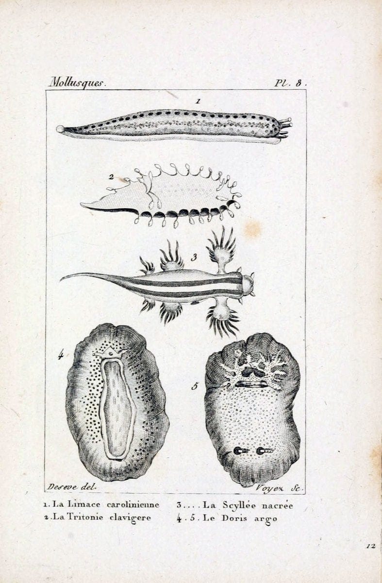 Atlas des mollusquesParis :Roret, libraire, Rue Hautefeuille, au coin de celle du battoir,[182-] | "Pictorial works" Shells SIL | Vintage Print Reproduction 459641