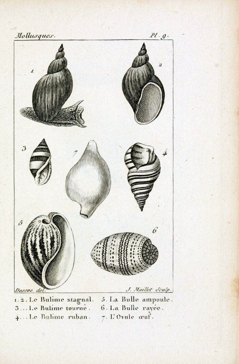 Atlas des mollusquesParis :Roret, libraire, Rue Hautefeuille, au coin de celle du battoir,[182-] | "Pictorial works" Shells SIL | Vintage Print Reproduction 459642