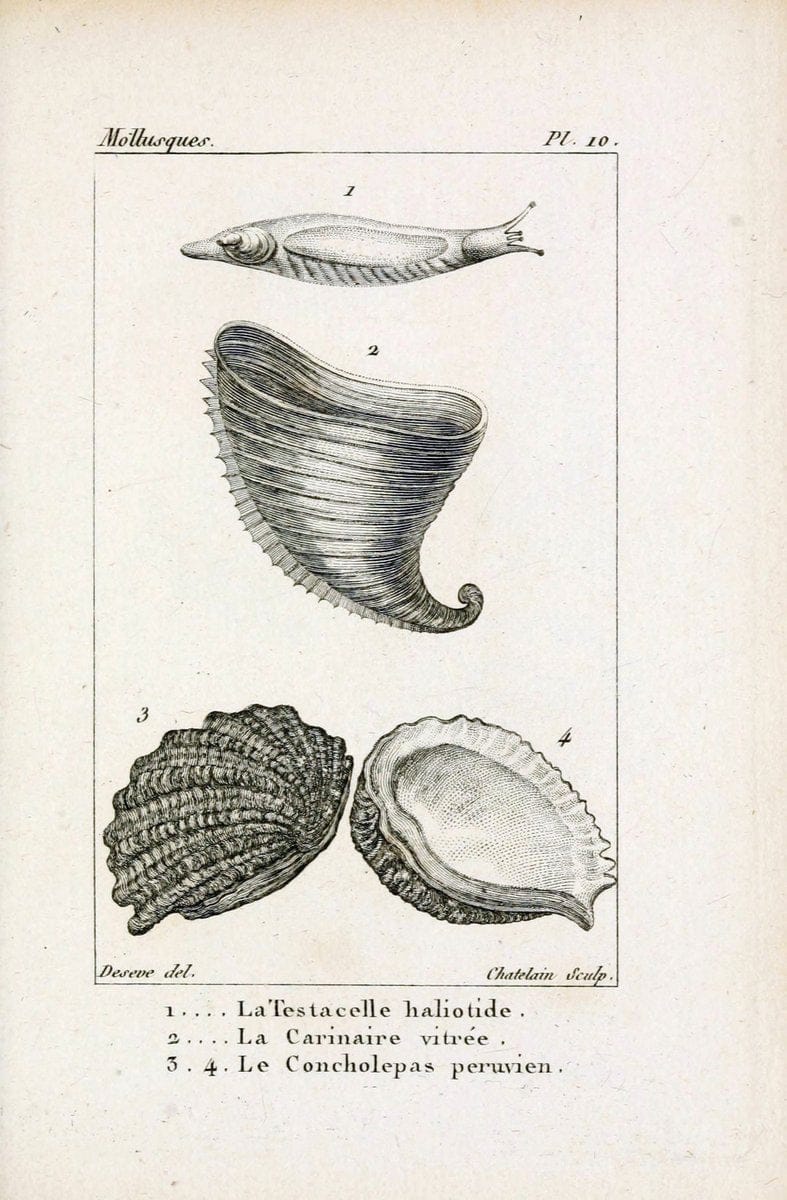 Atlas des mollusquesParis :Roret, libraire, Rue Hautefeuille, au coin de celle du battoir,[182-] | "Pictorial works" Shells SIL | Vintage Print Reproduction 459643
