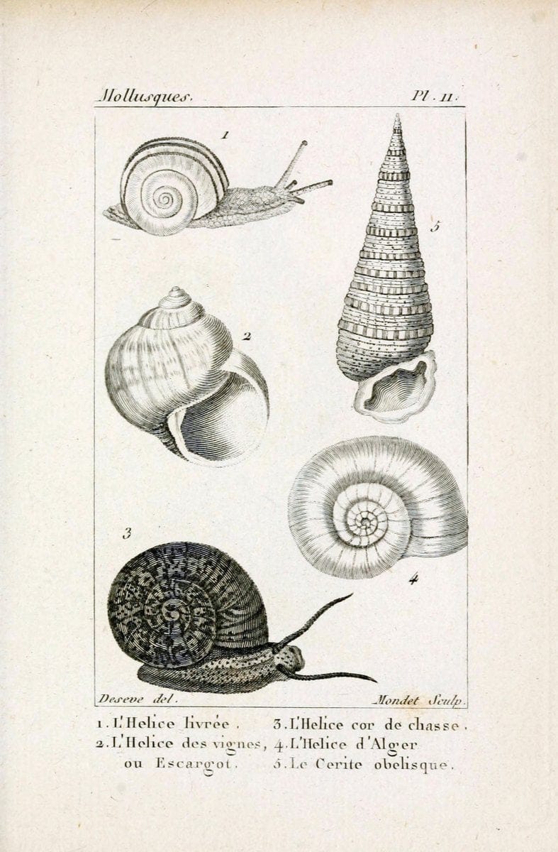 Atlas des mollusquesParis :Roret, libraire, Rue Hautefeuille, au coin de celle du battoir,[182-] | "Pictorial works" Shells SIL | Vintage Print Reproduction 459644