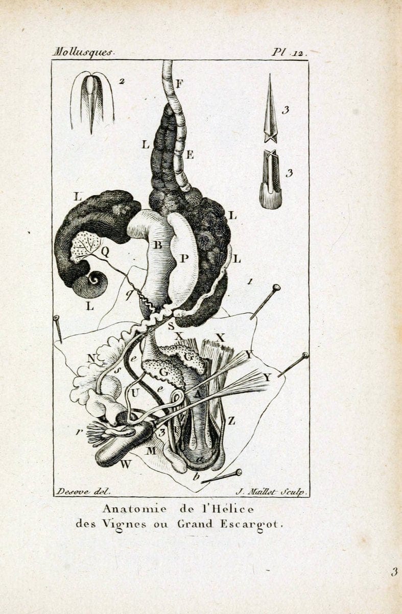 Atlas des mollusquesParis :Roret, libraire, Rue Hautefeuille, au coin de celle du battoir,[182-] | "Pictorial works" Shells SIL taxonomy:genus=Gastropoda | Vintage Print Reproduction 459645