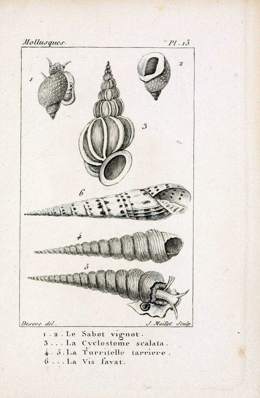 Atlas des mollusquesParis :Roret, libraire, Rue Hautefeuille, au coin de celle du battoir,[182-] | "Pictorial works" Shells SIL | Vintage Print Reproduction 459646