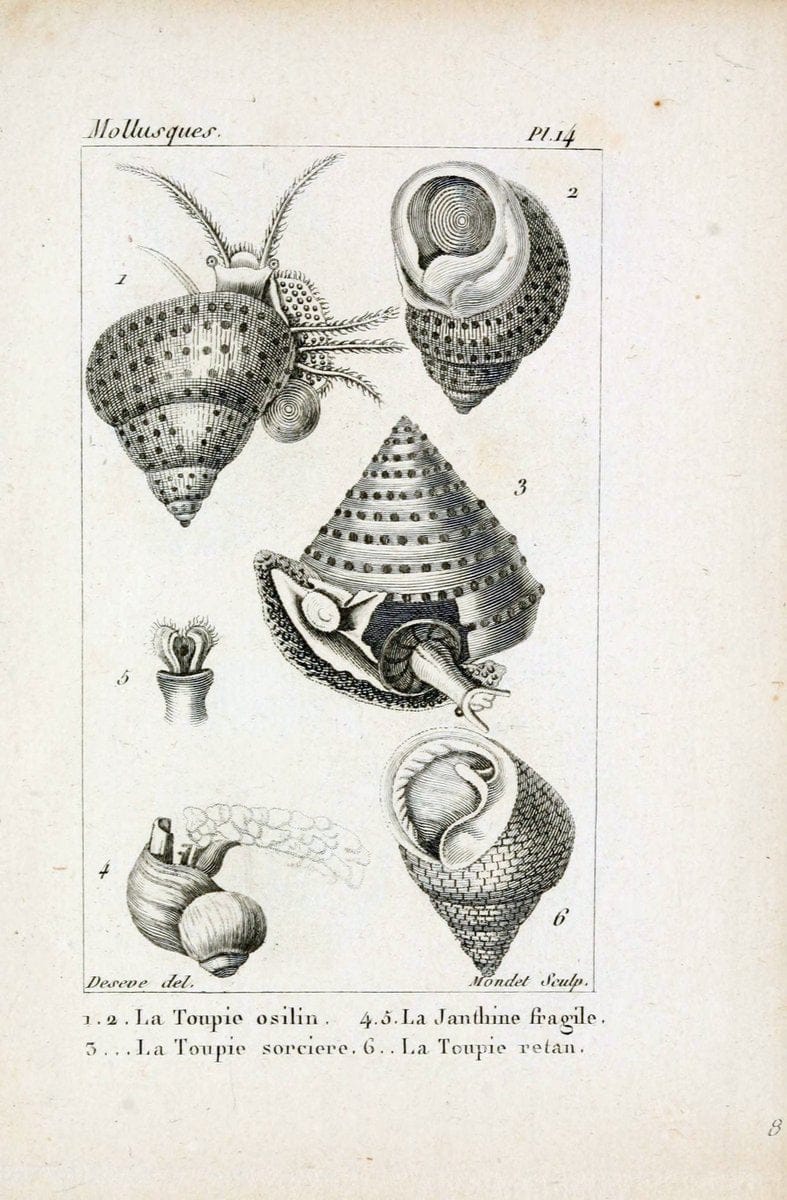 Atlas des mollusquesParis :Roret, libraire, Rue Hautefeuille, au coin de celle du battoir,[182-] | "Pictorial works" Shells SIL | Vintage Print Reproduction 459647