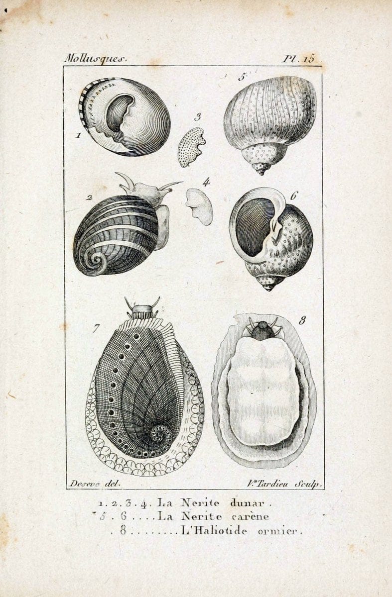 Atlas des mollusquesParis :Roret, libraire, Rue Hautefeuille, au coin de celle du battoir,[182-] | "Pictorial works" Shells SIL | Vintage Print Reproduction 459648