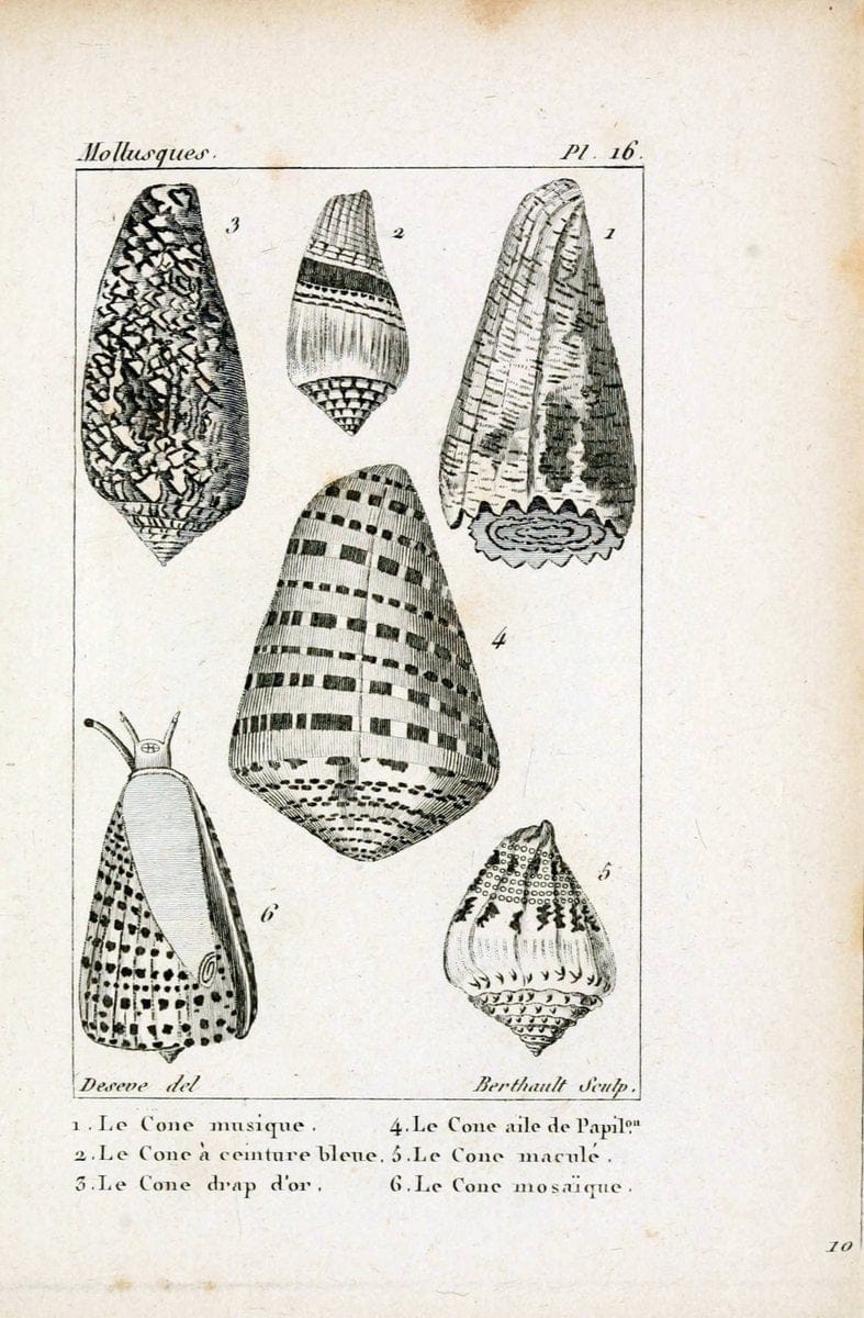 Atlas des mollusquesParis :Roret, libraire, Rue Hautefeuille, au coin de celle du battoir,[182-] | "Pictorial works" Shells SIL | Vintage Print Reproduction 459649