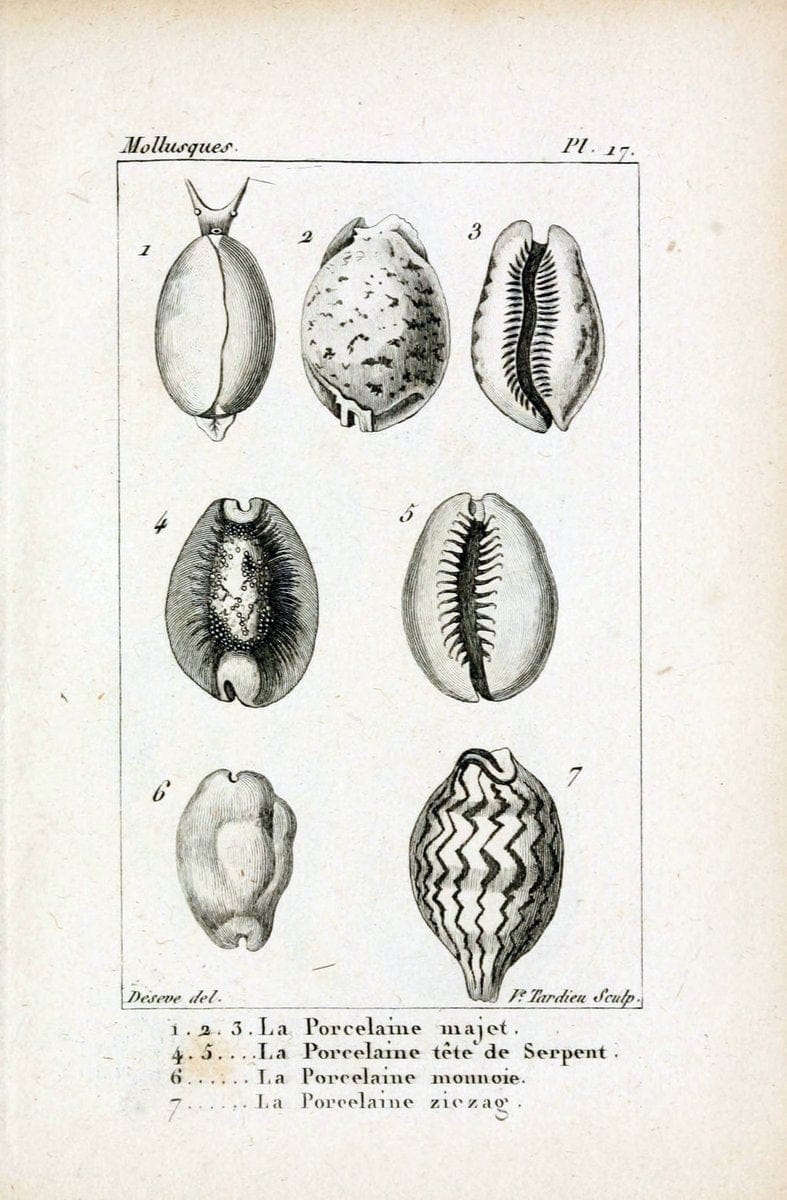 Atlas des mollusquesParis :Roret, libraire, Rue Hautefeuille, au coin de celle du battoir,[182-] | "Pictorial works" Shells SIL | Vintage Print Reproduction 459650