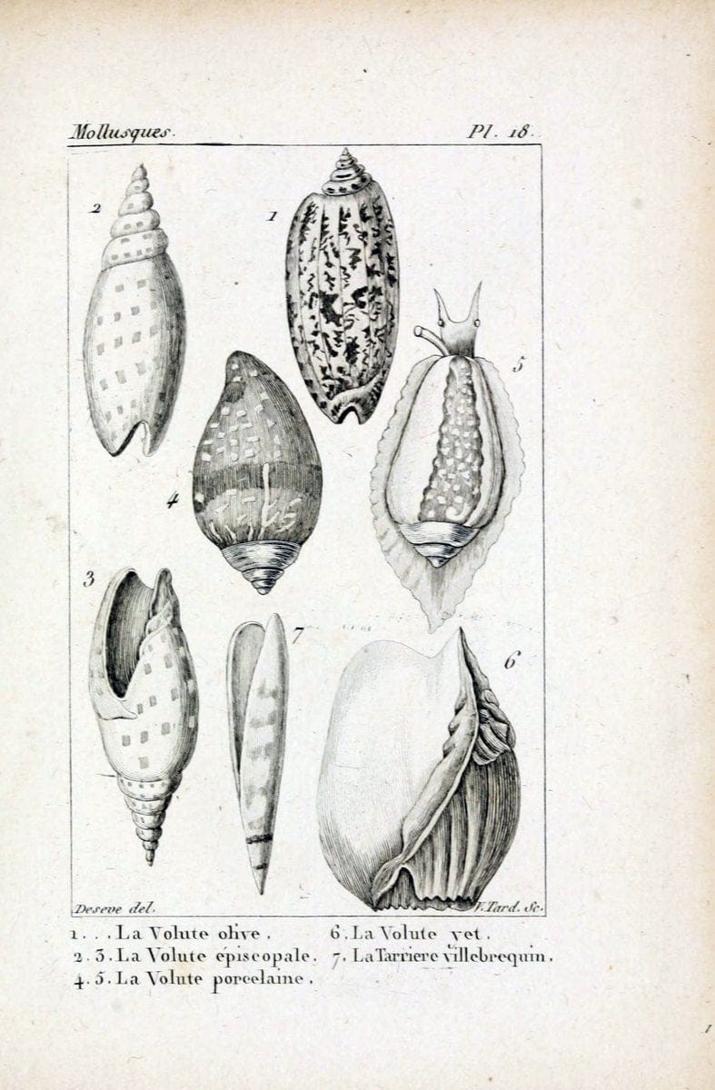 Atlas des mollusquesParis :Roret, libraire, Rue Hautefeuille, au coin de celle du battoir,[182-] | "Pictorial works" Shells SIL | Vintage Print Reproduction 459651