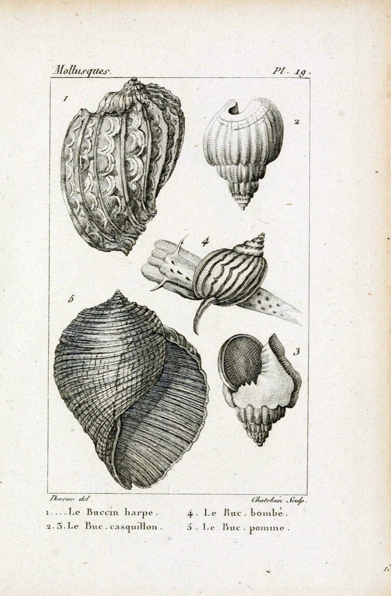Atlas des mollusquesParis :Roret, libraire, Rue Hautefeuille, au coin de celle du battoir,[182-] | "Pictorial works" Shells SIL | Vintage Print Reproduction 459652