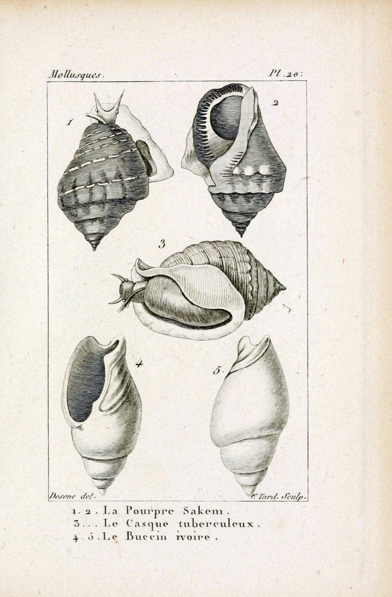 Atlas des mollusquesParis :Roret, libraire, Rue Hautefeuille, au coin de celle du battoir,[182-] | "Pictorial works" Shells SIL | Vintage Print Reproduction 459653