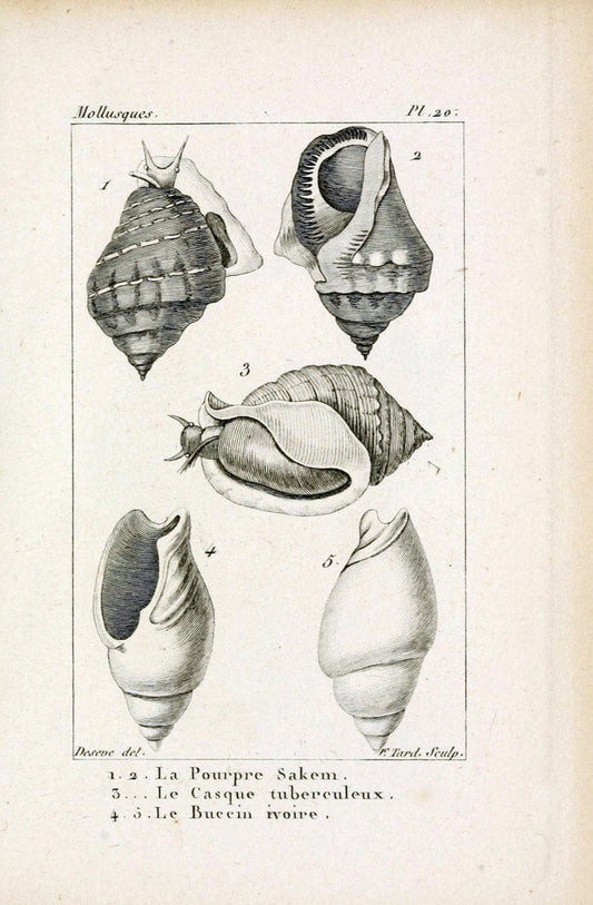 Atlas des mollusquesParis :Roret, libraire, Rue Hautefeuille, au coin de celle du battoir,[182-] | "Pictorial works" Shells SIL | Vintage Print Reproduction 459653
