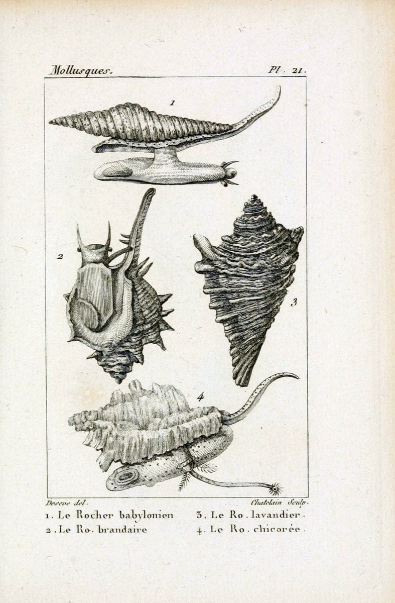 Atlas des mollusquesParis :Roret, libraire, Rue Hautefeuille, au coin de celle du battoir,[182-] | "Pictorial works" Shells SIL | Vintage Print Reproduction 459654