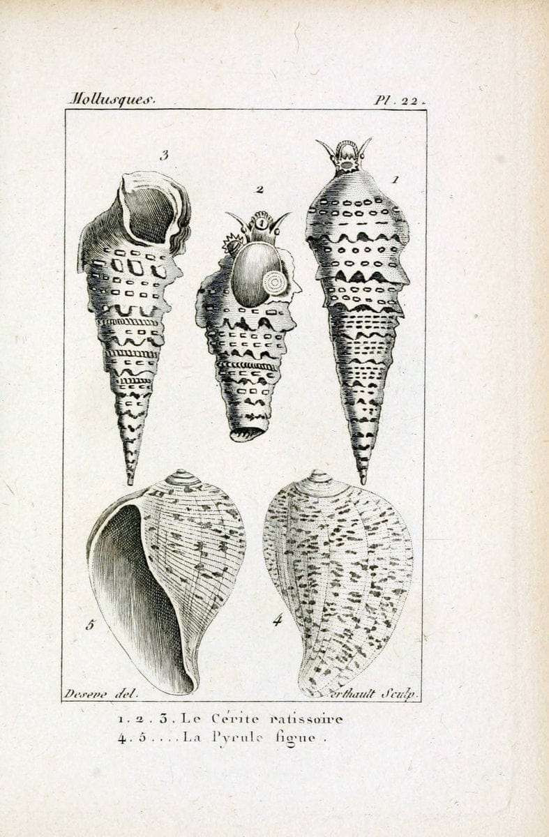 Atlas des mollusquesParis :Roret, libraire, Rue Hautefeuille, au coin de celle du battoir,[182-] | "Pictorial works" Shells SIL | Vintage Print Reproduction 459655