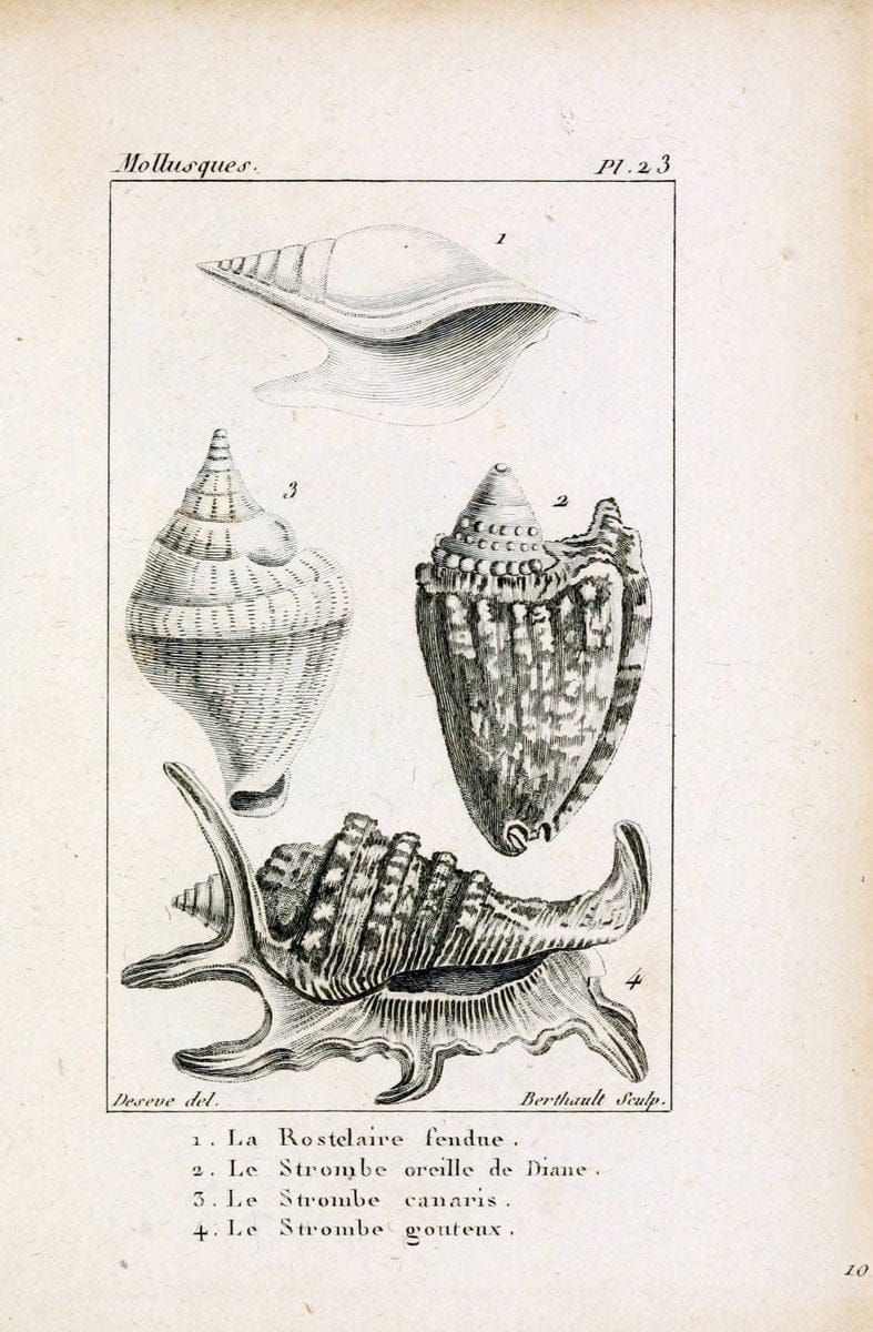 Atlas des mollusquesParis :Roret, libraire, Rue Hautefeuille, au coin de celle du battoir,[182-] | "Pictorial works" Shells SIL | Vintage Print Reproduction 459656