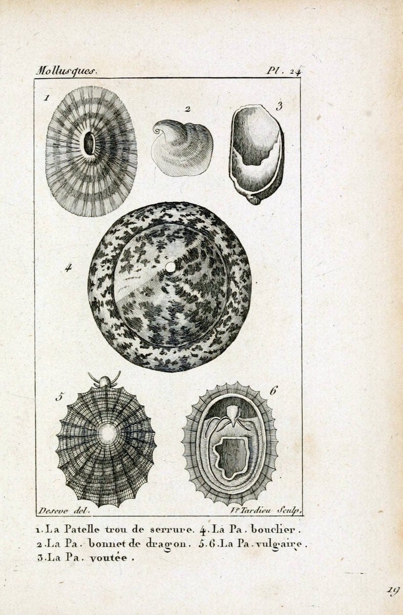 Atlas des mollusquesParis :Roret, libraire, Rue Hautefeuille, au coin de celle du battoir,[182-] | "Pictorial works" Shells SIL | Vintage Print Reproduction 459657