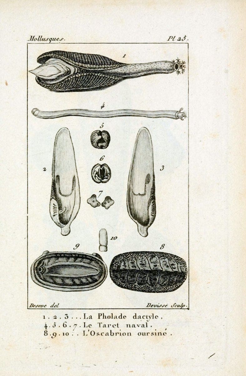 Atlas des mollusquesParis :Roret, libraire, Rue Hautefeuille, au coin de celle du battoir,[182-] | "Pictorial works" Shells SIL | Vintage Print Reproduction 459658