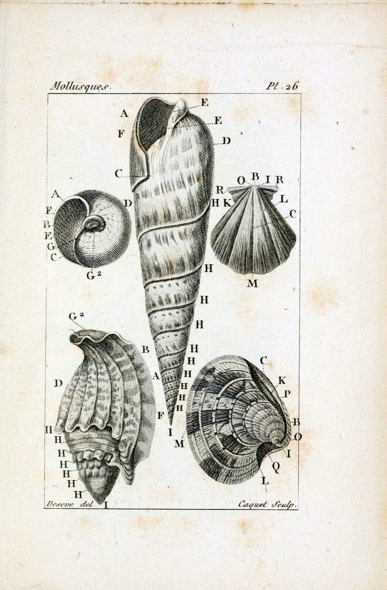 Atlas des mollusquesParis :Roret, libraire, Rue Hautefeuille, au coin de celle du battoir,[182-] | "Pictorial works" Shells SIL | Vintage Print Reproduction 459659