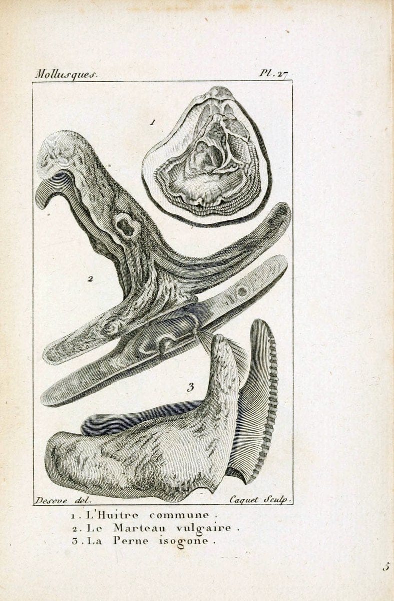 Atlas des mollusquesParis :Roret, libraire, Rue Hautefeuille, au coin de celle du battoir,[182-] | "Pictorial works" Shells SIL | Vintage Print Reproduction 459660