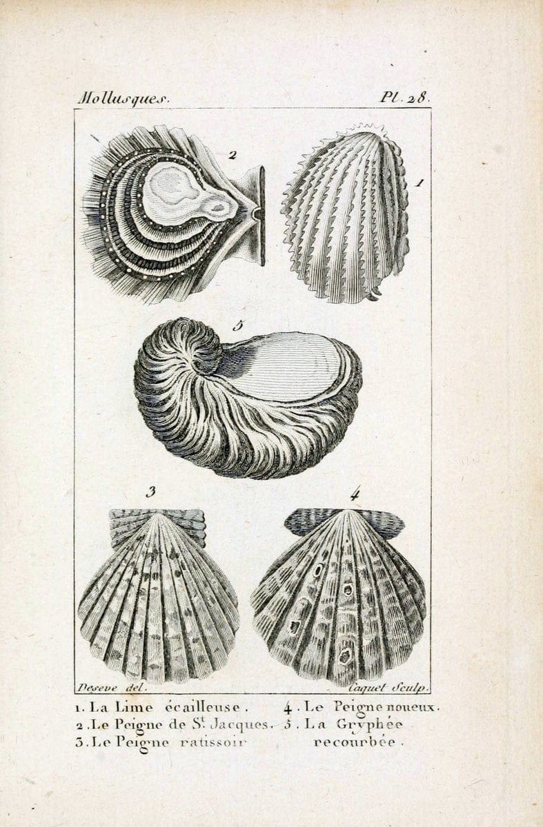 Atlas des mollusquesParis :Roret, libraire, Rue Hautefeuille, au coin de celle du battoir,[182-] | "Pictorial works" Shells SIL | Vintage Print Reproduction 459661