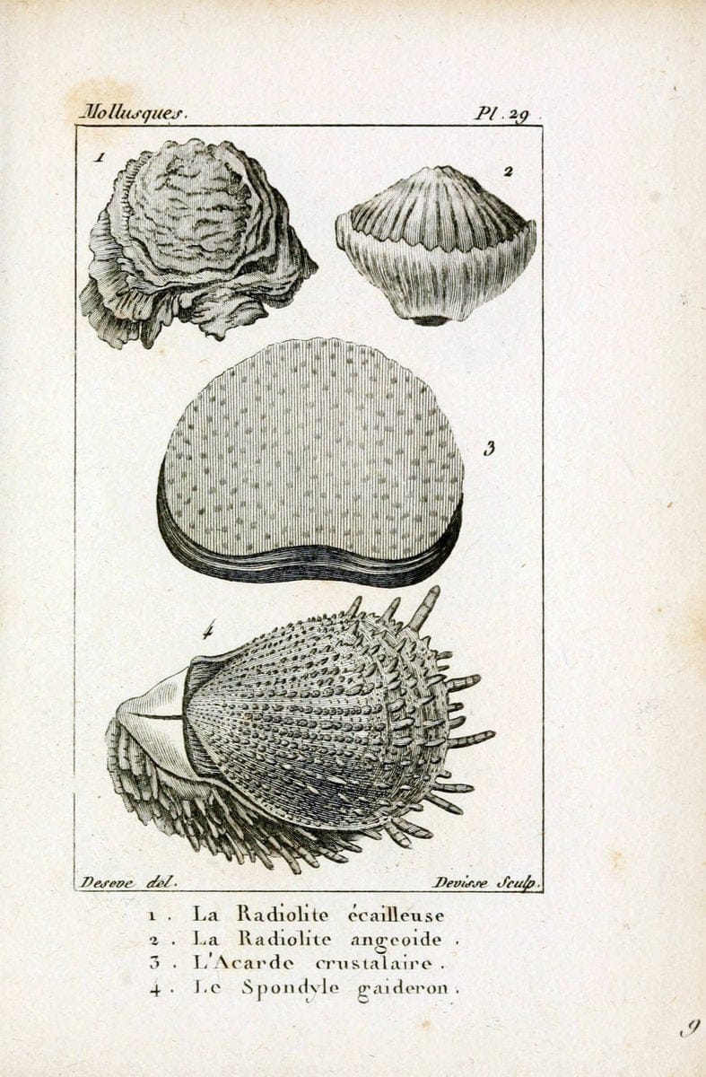 Atlas des mollusquesParis :Roret, libraire, Rue Hautefeuille, au coin de celle du battoir,[182-] | "Pictorial works" Shells SIL | Vintage Print Reproduction 459662