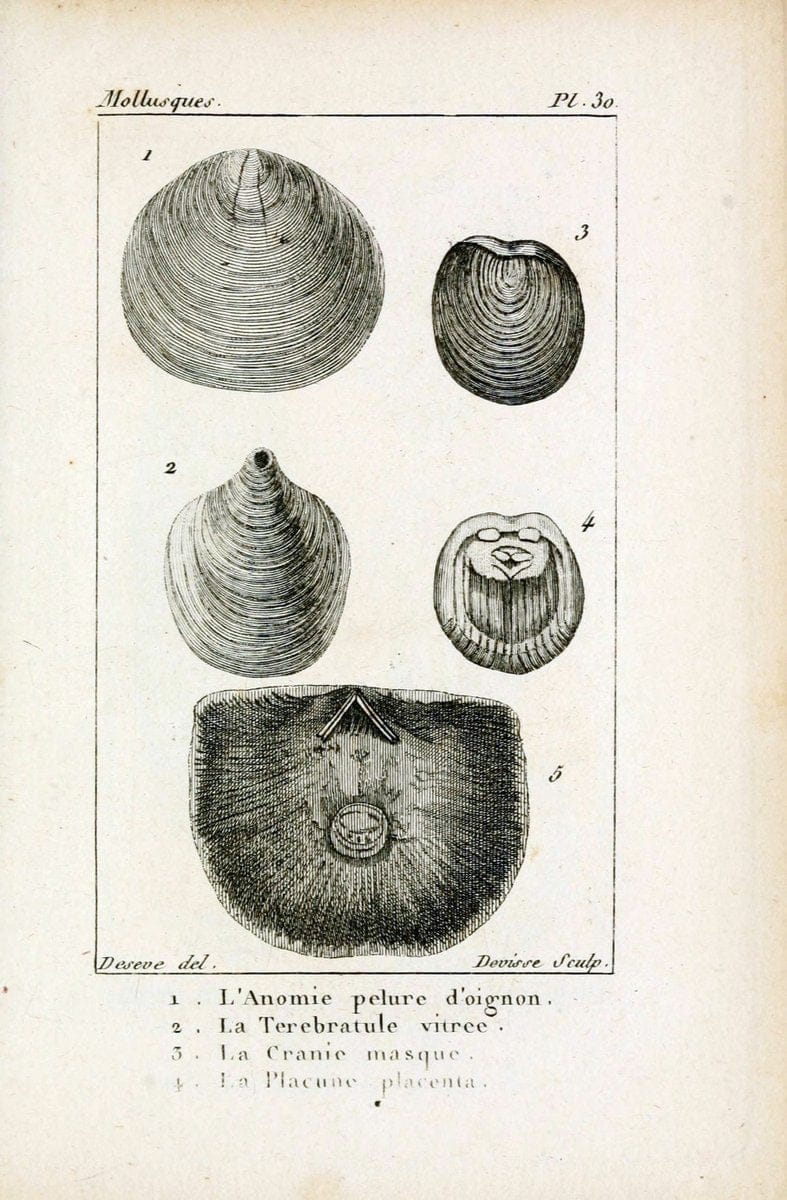 Atlas des mollusquesParis :Roret, libraire, Rue Hautefeuille, au coin de celle du battoir,[182-] | "Pictorial works" Shells SIL | Vintage Print Reproduction 459663