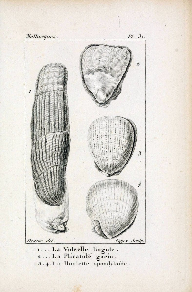 Atlas des mollusquesParis :Roret, libraire, Rue Hautefeuille, au coin de celle du battoir,[182-] | "Pictorial works" Shells SIL | Vintage Print Reproduction 459664