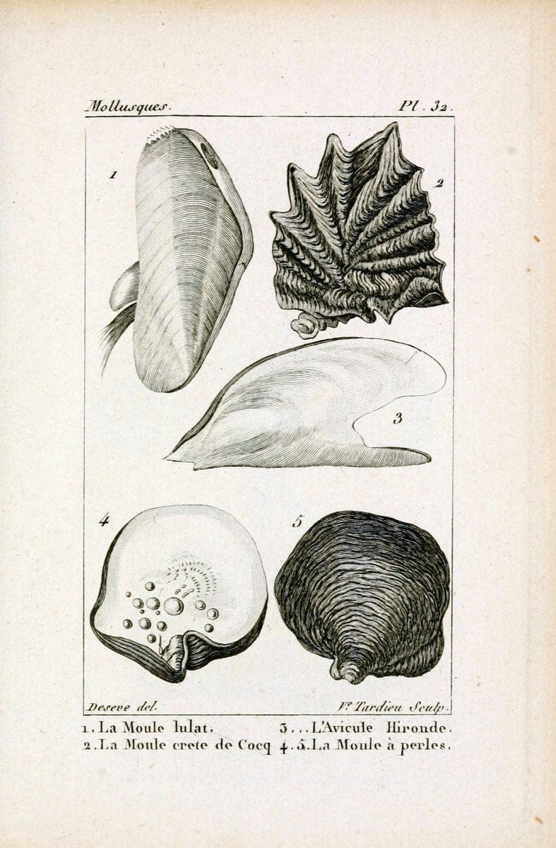 Atlas des mollusquesParis :Roret, libraire, Rue Hautefeuille, au coin de celle du battoir,[182-] | "Pictorial works" Shells SIL | Vintage Print Reproduction 459665