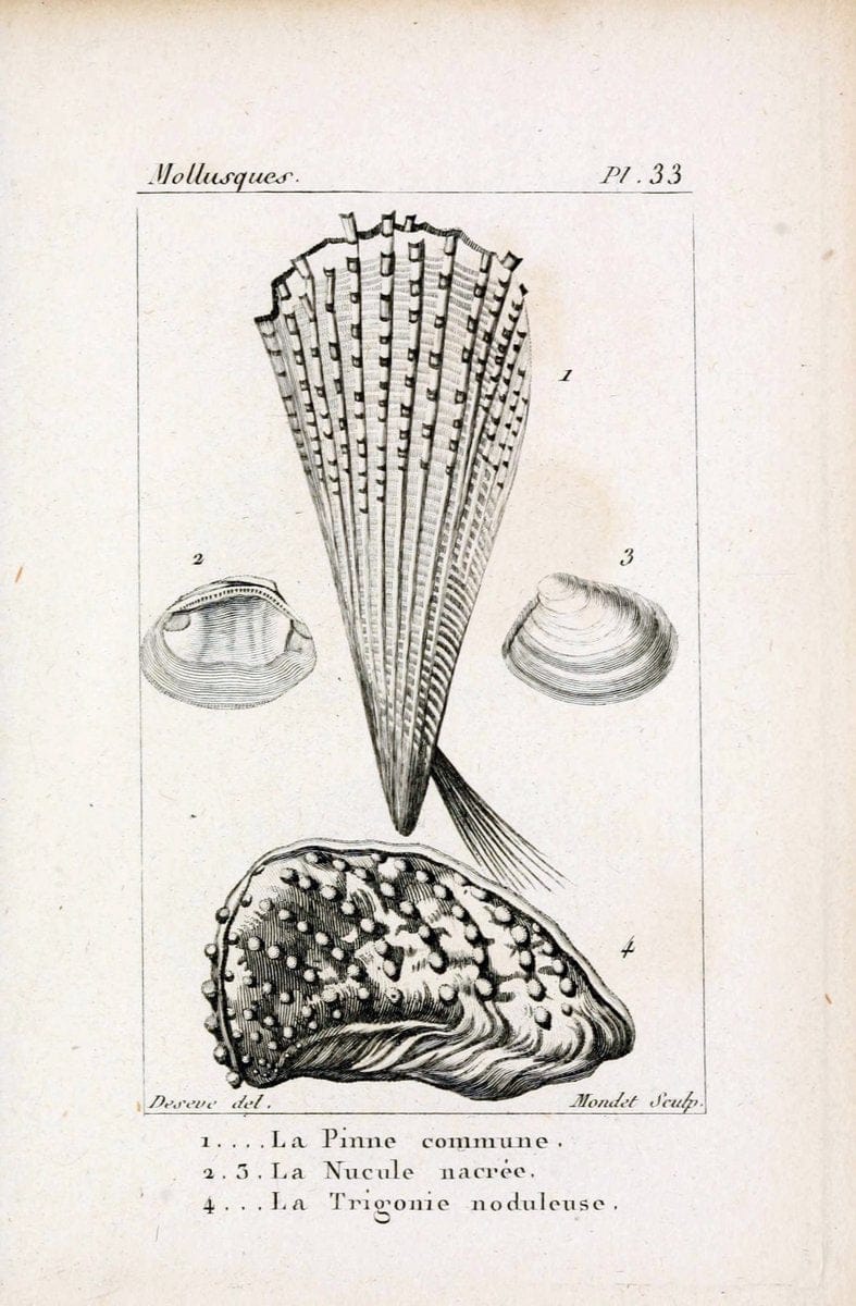 Atlas des mollusquesParis :Roret, libraire, Rue Hautefeuille, au coin de celle du battoir,[182-] | "Pictorial works" Shells SIL | Vintage Print Reproduction 459666