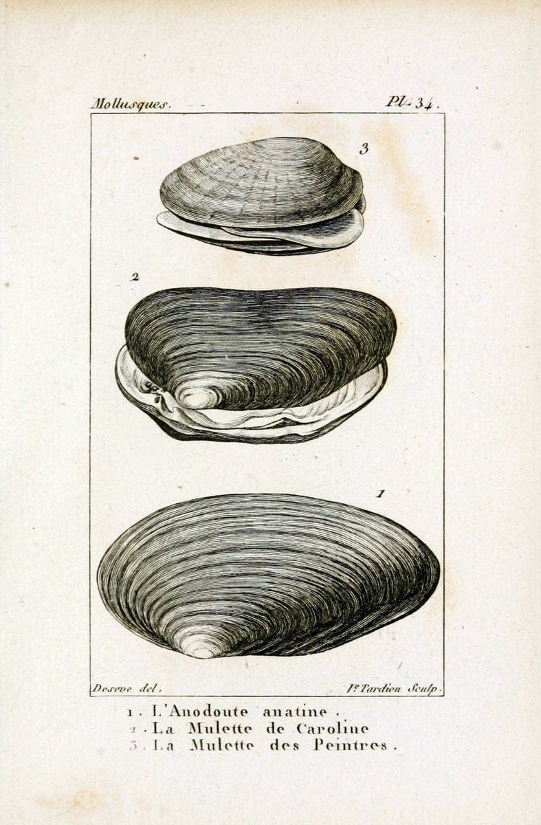 Atlas des mollusquesParis :Roret, libraire, Rue Hautefeuille, au coin de celle du battoir,[182-] | "Pictorial works" Shells SIL | Vintage Print Reproduction 459667