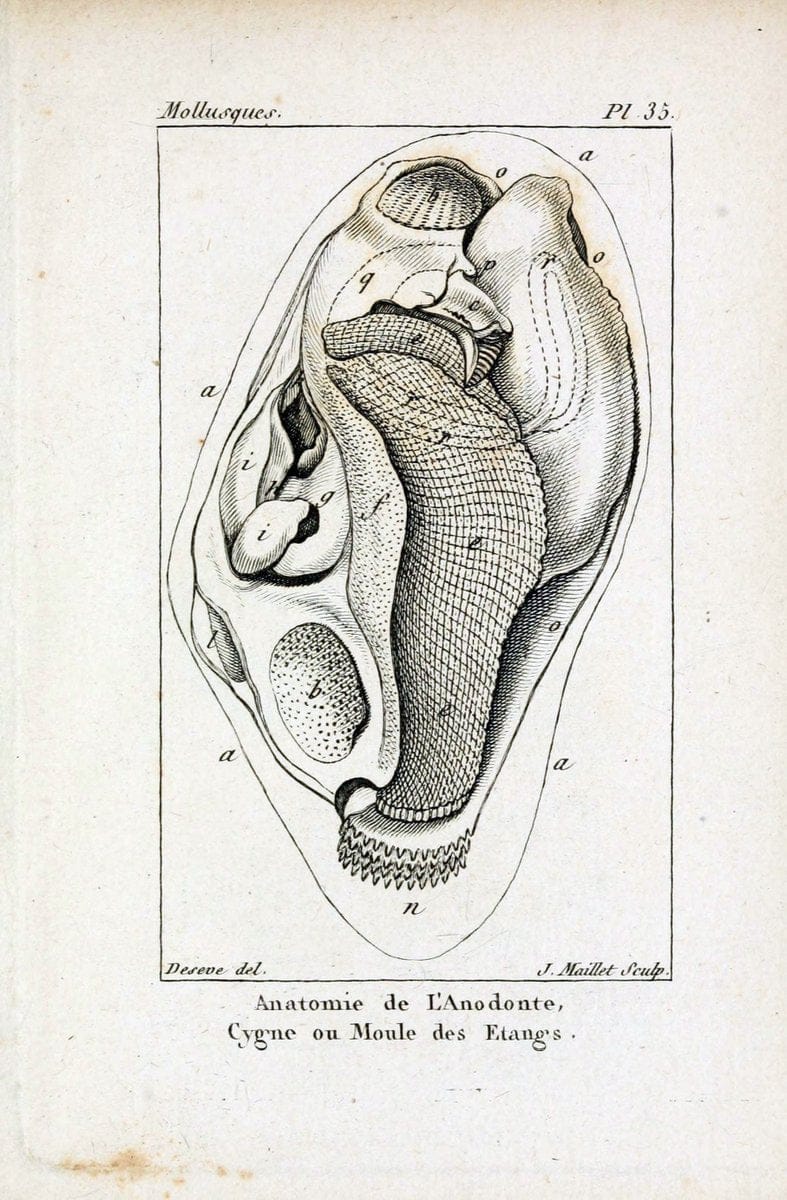 Atlas des mollusquesParis :Roret, libraire, Rue Hautefeuille, au coin de celle du battoir,[182-] | "Pictorial works" Shells SIL | Vintage Print Reproduction 459668