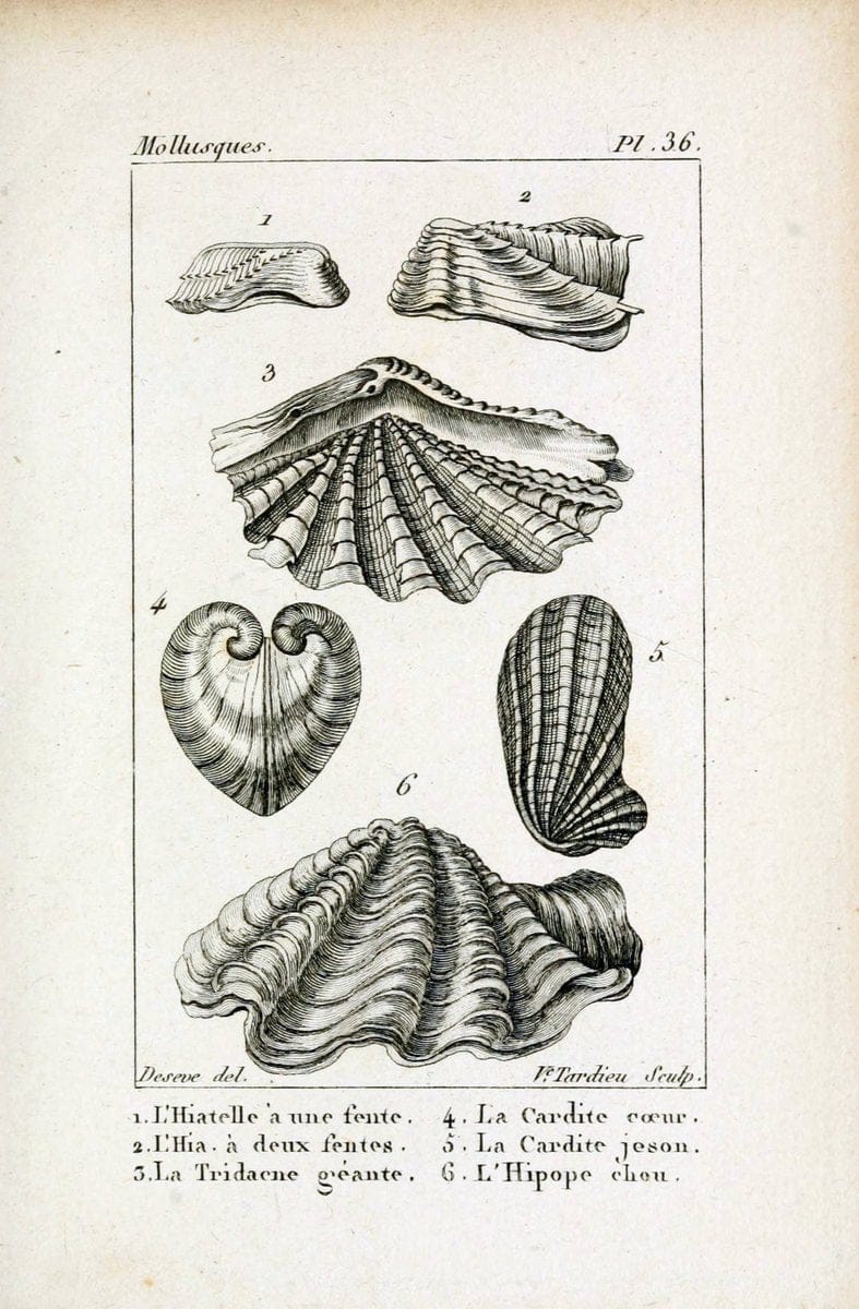 Atlas des mollusquesParis :Roret, libraire, Rue Hautefeuille, au coin de celle du battoir,[182-] | "Pictorial works" Shells SIL | Vintage Print Reproduction 459669