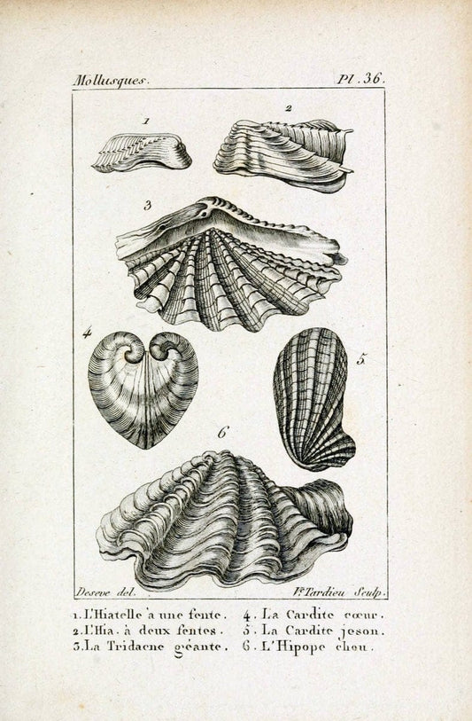 Atlas des mollusquesParis :Roret, libraire, Rue Hautefeuille, au coin de celle du battoir,[182-] | "Pictorial works" Shells SIL | Vintage Print Reproduction 459669