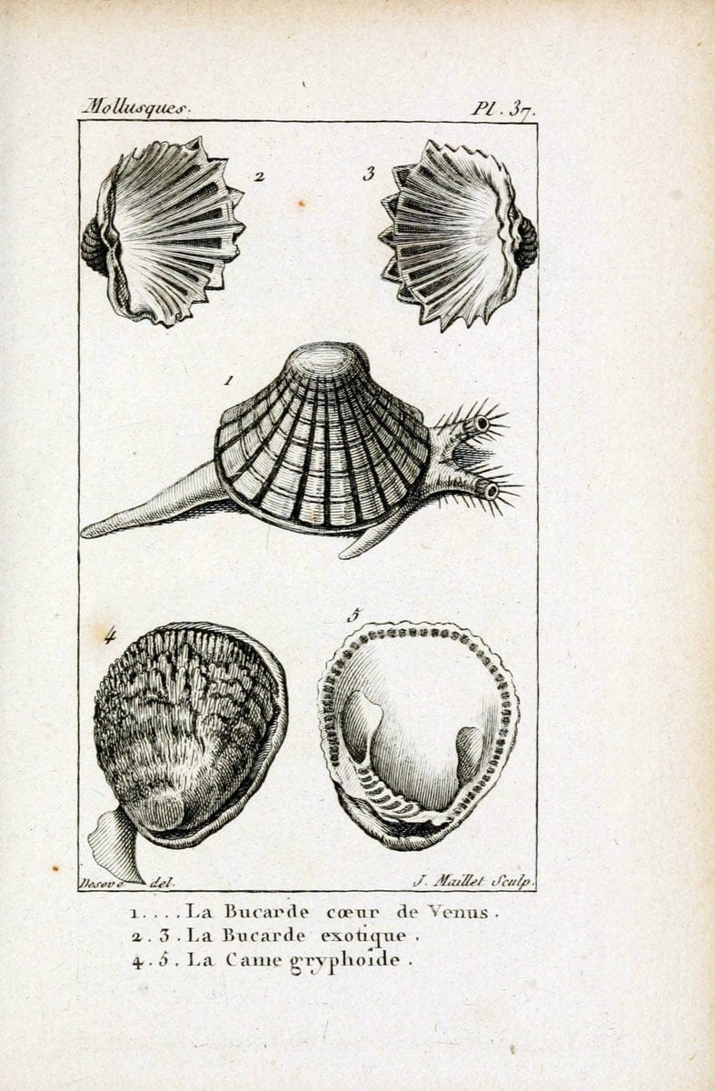 Atlas des mollusquesParis :Roret, libraire, Rue Hautefeuille, au coin de celle du battoir,[182-] | "Pictorial works" Shells SIL | Vintage Print Reproduction 459670