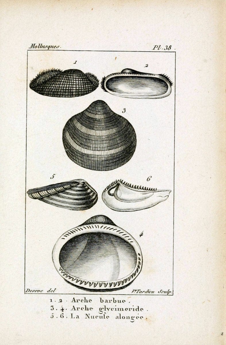 Atlas des mollusquesParis :Roret, libraire, Rue Hautefeuille, au coin de celle du battoir,[182-] | "Pictorial works" Shells SIL | Vintage Print Reproduction 459671