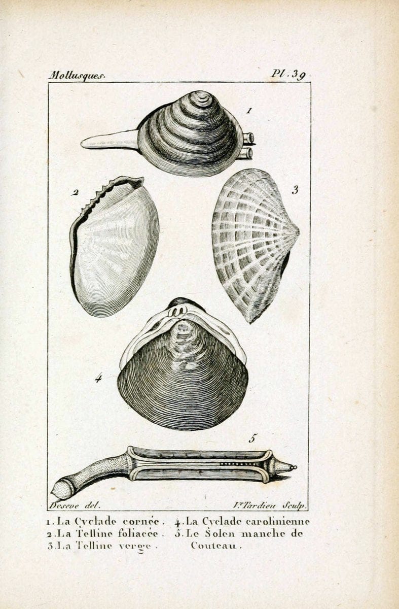 Atlas des mollusquesParis :Roret, libraire, Rue Hautefeuille, au coin de celle du battoir,[182-] | "Pictorial works" Shells SIL | Vintage Print Reproduction 459672
