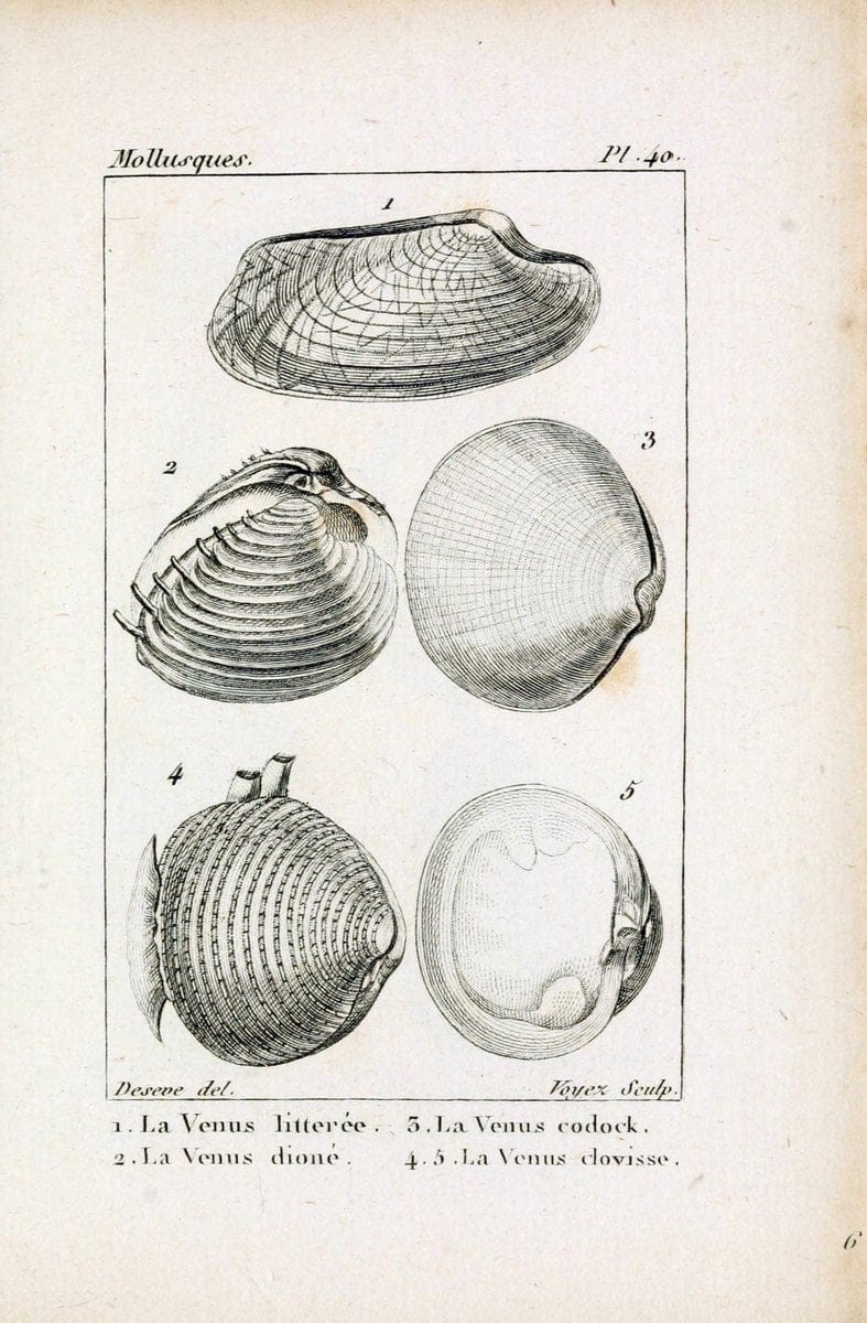 Atlas des mollusquesParis :Roret, libraire, Rue Hautefeuille, au coin de celle du battoir,[182-] | "Pictorial works" Shells SIL | Vintage Print Reproduction 459673