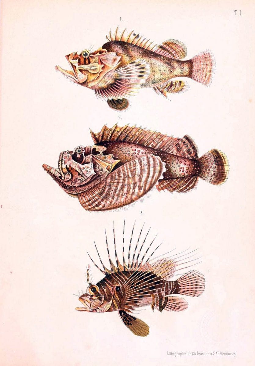 Atlas des poissons vÃ©nÃ©neuxS.-Peterburg,TipografÃ Â¯ia V.S. Balasheva,1886. |  | Vintage Print Reproduction 459674