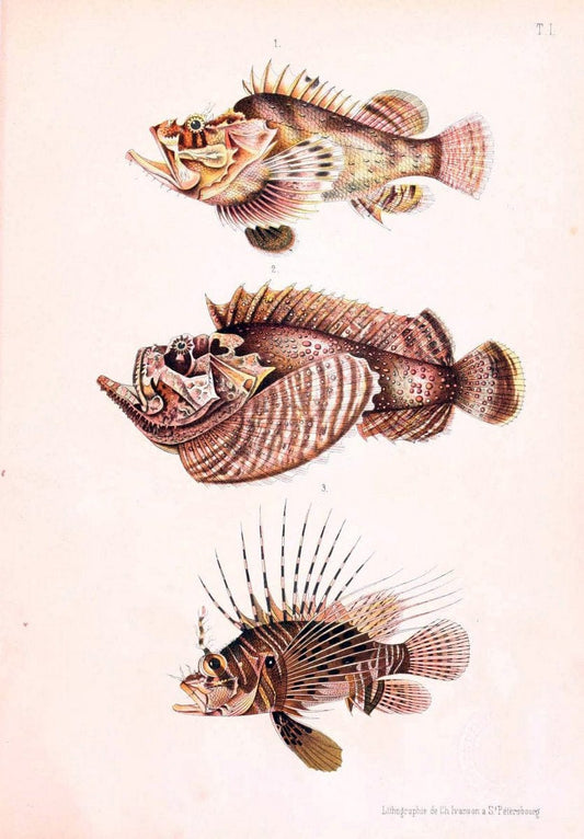 Atlas des poissons vÃ©nÃ©neuxS.-Peterburg,TipografÃ Â¯ia V.S. Balasheva,1886. |  | Vintage Print Reproduction 459674