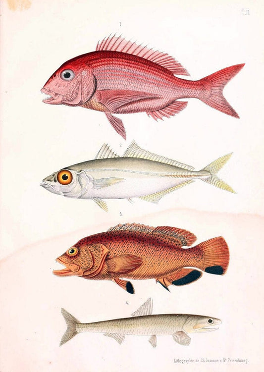Atlas des poissons vÃ©nÃ©neuxS.-Peterburg,TipografÃ Â¯ia V.S. Balasheva,1886. |  | Vintage Print Reproduction 459675