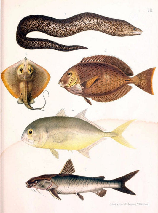 Atlas des poissons vÃ©nÃ©neuxS.-Peterburg,TipografÃ Â¯ia V.S. Balasheva,1886. |  | Vintage Print Reproduction 459676