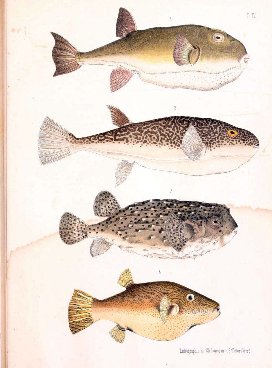 Atlas des poissons vÃ©nÃ©neuxS.-Peterburg,TipografÃ Â¯ia V.S. Balasheva,1886. |  | Vintage Print Reproduction 459677