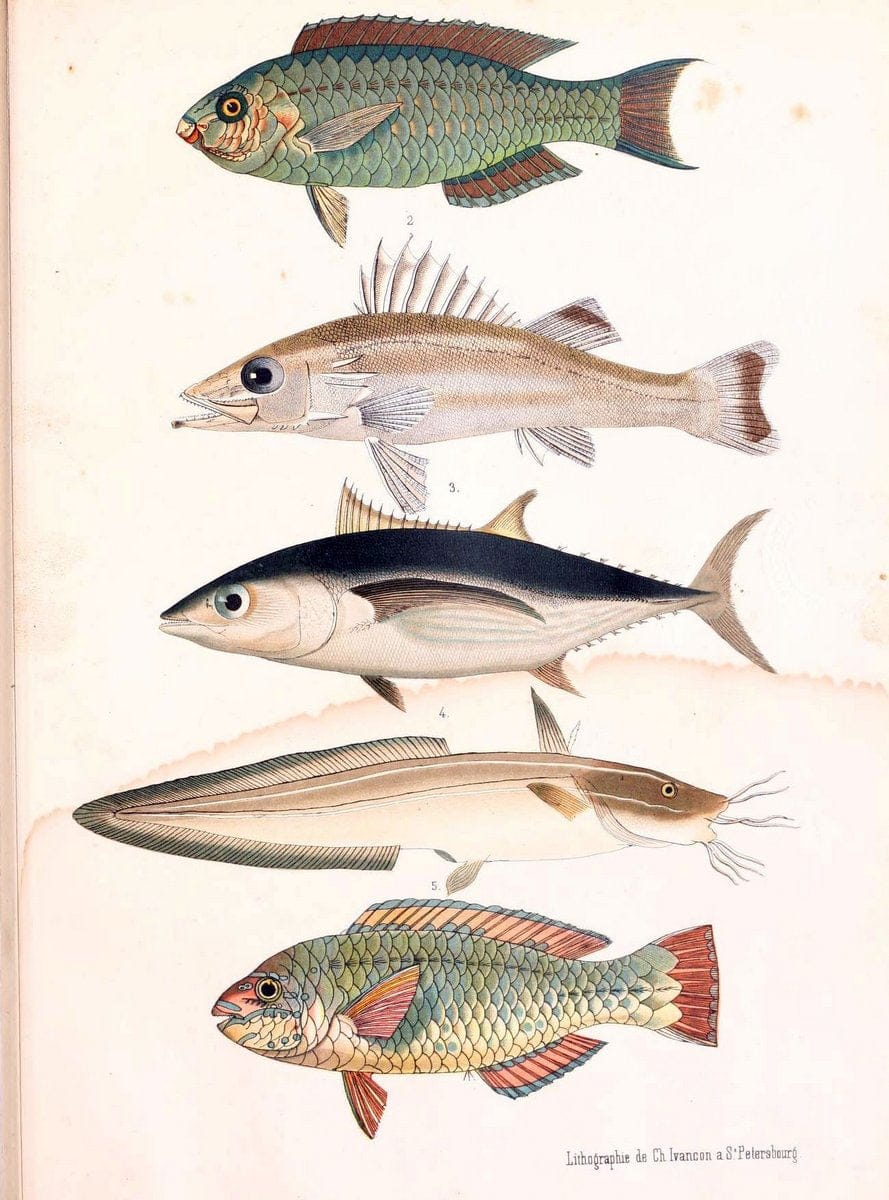 Atlas des poissons vÃ©nÃ©neuxS.-Peterburg,TipografÃ Â¯ia V.S. Balasheva,1886. |  | Vintage Print Reproduction 459678