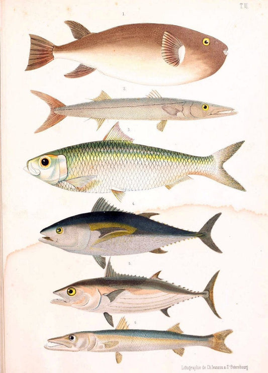 Atlas des poissons vÃ©nÃ©neuxS.-Peterburg,TipografÃ Â¯ia V.S. Balasheva,1886. |  | Vintage Print Reproduction 459679