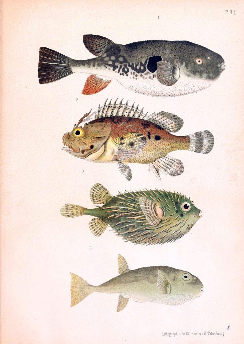 Atlas des poissons vÃ©nÃ©neuxS.-Peterburg,TipografÃ Â¯ia V.S. Balasheva,1886. |  | Vintage Print Reproduction 459680
