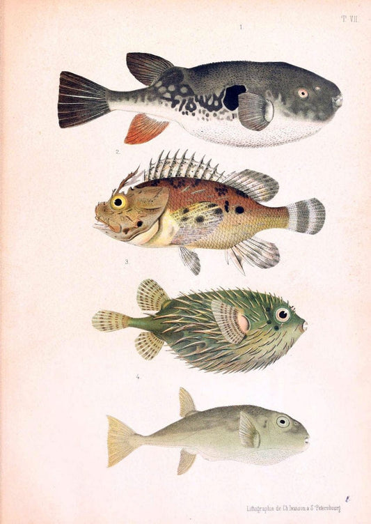 Atlas des poissons vÃ©nÃ©neuxS.-Peterburg,TipografÃ Â¯ia V.S. Balasheva,1886. |  | Vintage Print Reproduction 459680